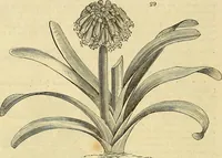 Picture 24 of 147 from The gardener's magazine and register of rural & domestic improvement (1826), leaf 164