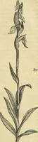 Picture 25 of 147 from The gardener's magazine and register of rural & domestic improvement (1826), leaf 165