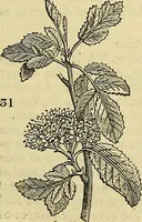 Picture 26 of 147 from The gardener's magazine and register of rural & domestic improvement (1826), leaf 165