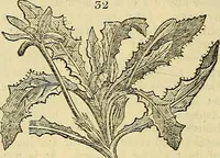Picture 27 of 147 from The gardener's magazine and register of rural & domestic improvement (1826), leaf 166