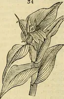 Picture 29 of 147 from The gardener's magazine and register of rural & domestic improvement (1826), leaf 170