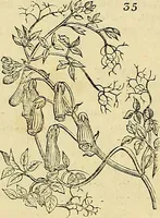Picture 30 of 147 from The gardener's magazine and register of rural & domestic improvement (1826), leaf 170