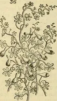 Picture 31 of 147 from The gardener's magazine and register of rural & domestic improvement (1826), leaf 172