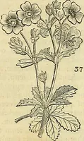 Picture 32 of 147 from The gardener's magazine and register of rural & domestic improvement (1826), leaf 173