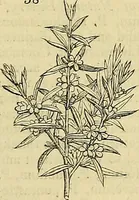 Picture 33 of 147 from The gardener's magazine and register of rural & domestic improvement (1826), leaf 173