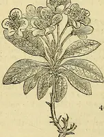 Picture 35 of 147 from The gardener's magazine and register of rural & domestic improvement (1826), leaf 176