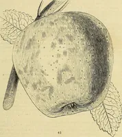 Picture 36 of 147 from The gardener's magazine and register of rural & domestic improvement (1826), leaf 181
