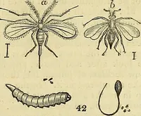 Picture 37 of 147 from The gardener's magazine and register of rural & domestic improvement (1826), leaf 187