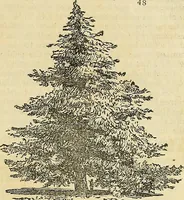 Picture 42 of 147 from The gardener's magazine and register of rural & domestic improvement (1826), leaf 241