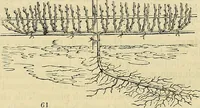 Picture 54 of 147 from The gardener's magazine and register of rural & domestic improvement (1826), leaf 297
