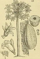 Picture 56 of 147 from The gardener's magazine and register of rural & domestic improvement (1826), leaf 310