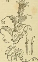 Picture 57 of 147 from The gardener's magazine and register of rural & domestic improvement (1826), leaf 314