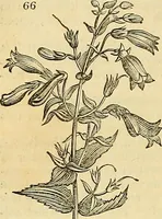 Picture 58 of 147 from The gardener's magazine and register of rural & domestic improvement (1826), leaf 320