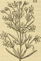 Picture 59 of 147 from The gardener's magazine and register of rural & domestic improvement (1826), leaf 320