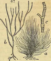 Picture 60 of 147 from The gardener's magazine and register of rural & domestic improvement (1826), leaf 323