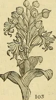 Picture 93 of 147 from The gardener's magazine and register of rural & domestic improvement (1826), leaf 528
