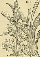 Picture 94 of 147 from The gardener's magazine and register of rural & domestic improvement (1826), leaf 529