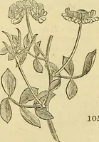 Picture 95 of 147 from The gardener's magazine and register of rural & domestic improvement (1826), leaf 530