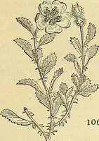 Picture 96 of 147 from The gardener's magazine and register of rural & domestic improvement (1826), leaf 531