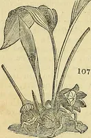 Picture 97 of 147 from The gardener's magazine and register of rural & domestic improvement (1826), leaf 533