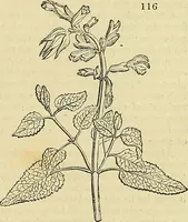 Picture 106 of 147 from The gardener's magazine and register of rural & domestic improvement (1826), leaf 587