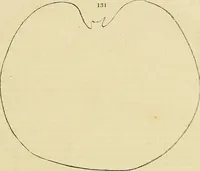Picture 117 of 147 from The gardener's magazine and register of rural & domestic improvement (1826), leaf 619