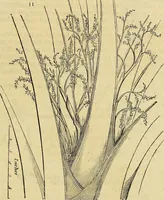 Picture 8 of 147 from The gardener's magazine and register of rural & domestic improvement (1826), leaf 65