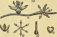 Picture 9 of 147 from The gardener's magazine and register of rural & domestic improvement (1826), leaf 66