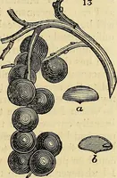 Picture 10 of 147 from The gardener's magazine and register of rural & domestic improvement (1826), leaf 67
