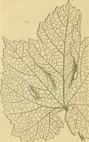 Picture 145 of 147 from The gardener's magazine and register of rural & domestic improvement (1826), leaf 748