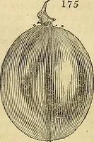 Picture 146 of 147 from The gardener's magazine and register of rural & domestic improvement (1826), leaf 749