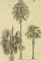 Picture 16 of 147 from The gardener's magazine and register of rural & domestic improvement (1826), leaf 86