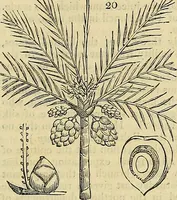 Picture 17 of 147 from The gardener's magazine and register of rural & domestic improvement (1826), leaf 87
