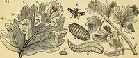 An illustration from The gardener's magazine and register of rural & domestic improvement (1826)