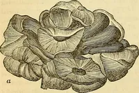 An illustration from The gardener's magazine and register of rural & domestic improvement (1826)