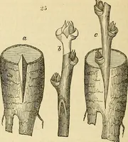 An illustration from The gardener's magazine and register of rural & domestic improvement (1826)