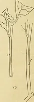 An illustration from The gardener's magazine and register of rural & domestic improvement (1826)