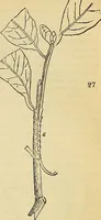 An illustration from The gardener's magazine and register of rural & domestic improvement (1826)