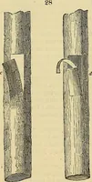 An illustration from The gardener's magazine and register of rural & domestic improvement (1826)