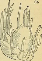 Picture 24 of 140 from The gardener's magazine and register of rural & domestic improvement (1826), leaf 198