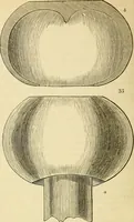 An illustration from The gardener's magazine and register of rural & domestic improvement (1826)