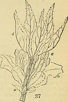 An illustration from The gardener's magazine and register of rural & domestic improvement (1826)