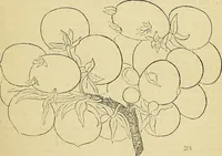 An illustration from The gardener's magazine and register of rural & domestic improvement (1826)
