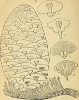 An illustration from The gardener's magazine and register of rural & domestic improvement (1826)