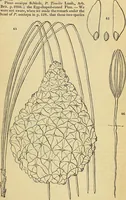 An illustration from The gardener's magazine and register of rural & domestic improvement (1826)