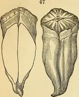 An illustration from The gardener's magazine and register of rural & domestic improvement (1826)