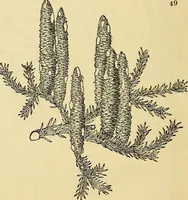 An illustration from The gardener's magazine and register of rural & domestic improvement (1826)