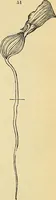 An illustration from The gardener's magazine and register of rural & domestic improvement (1826)