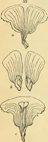 An illustration from The gardener's magazine and register of rural & domestic improvement (1826)