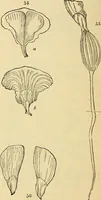 An illustration from The gardener's magazine and register of rural & domestic improvement (1826)